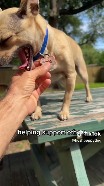 Why and who I created Hush Puppy Dog fundraising Dog ID Tags, where they are now, how you can be a part of it too! #doglovers #fundraiser #fundraiser #fundraiseridea #dogidtag #purpose #fundraising #support #chihuahua