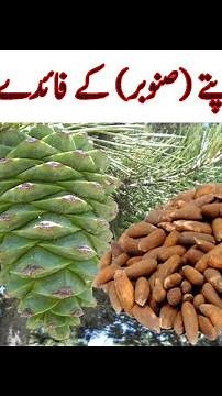 Barg e Sanober benefits in Urdu | Sanober leaves KY fiday | snober ky patty برگ سنوبر ، صنوبر کے پتے