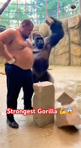 280kg Man vs Silverback Gorilla – Concrete Block Showdown #subscribe #shorts
