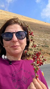 5.5K views · 16 reactions | Prunus prostrata is a common plant in the Lebanese mountains. It mainly blooms at the end of August. Its fruits have many uses, and each region in Lebanon gives it a unique name. What do you call it where you live? #storiesoflebanon #lebanon #juniperscent #lebaneseheritage #prunusprostrata | Juniper Scent | Facebook