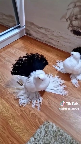 Exploring Pigeon Behavior: Fun and Adorable Moments