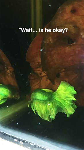 Day 13: Caught my Betta Sleeping Like This! 😂 #bettafish