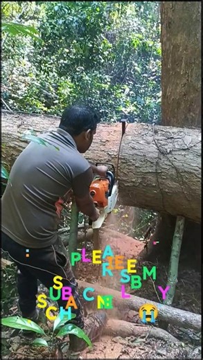 Professional Tree Logging Process: From Forest to Lumber #treelogging #viral #stihl