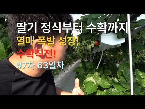 "2단 행잉베드에서 자란 딸기 63일차! 주렁주렁 딸기의 놀라운 성장!"