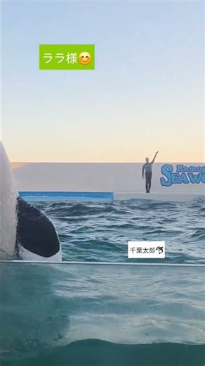 10/11ララ様でトワイライト撃沈🫍🌇 #鴨川シーワールド #シャチ #orca #シャチパフォーマンス #水族館
