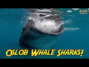 Philippines Whale Sharks! | JONATHAN BIRD'S BLUE WORLD
