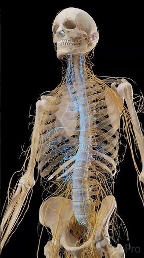 Autonomic Nervous System: Sympathetic vs Parasympathetic #Shorts #Anatomy