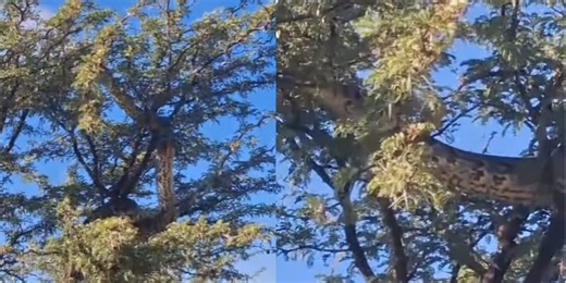 Mengenal Ular Piton Afrika, Ular Raksasa Berukuran Leher Jerapah yang Videonya Jadi Sorotan di Media Sosial