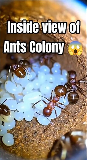 Inside the Ant Hill: AI Macro Footage of Underground Tunnels