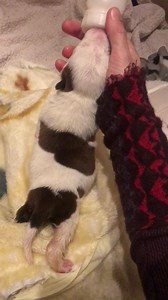 Dinner #1! | The Foster Dog Chronicles
