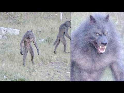 Drone Footage Accidentally Captures DOGMAN Pack in Remote Forest — They're NOT Alone — Dogman Story
