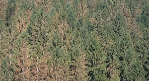 Epicéas, sapins, hêtres... Ces arbres qui souffrent de la sécheresse