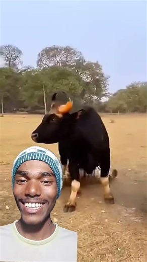Will anyone rescue the gaur calf from the tiger? 🐯