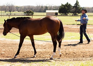Teaching a Horse To Ground Drive