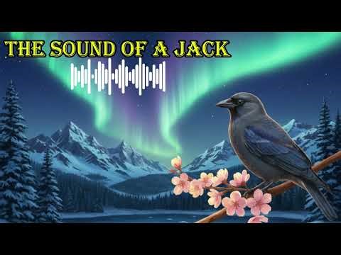 SOUND OF A JACKDAW 🔊 What does a jackdaw sound