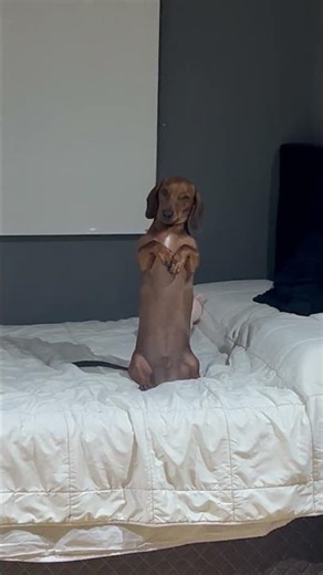 Long Dog Begs For Bedtime || ViralHog