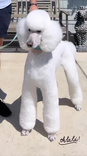 16K views · 62 reactions | Fabulous! 殺懶 @emiliano_thestandardpoodle #thepoodlesworld #poodle #poodlelove #poodlestagram #poodlestandard | Poodles World | Facebook