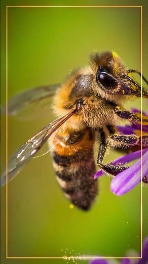 Meet Nature’s Most Important Pollinator #Gardening #Nature #Pollinators