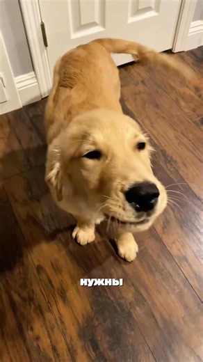 Follow us and the doggy 🥺🩷🙏🏻 #dogs #funny #voiceover