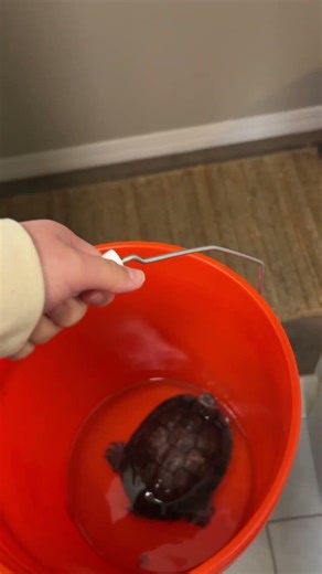 Vlog: Life of a stay at home girlfriend🐢✨ #turtle #dayinmylife #shorts