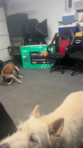 Mitch Stockton on Instagram: "I… think I caught my dogs… making out…"