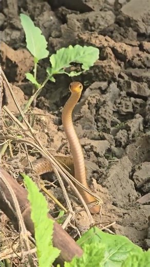 snake dance #snake #cobra #trending #song