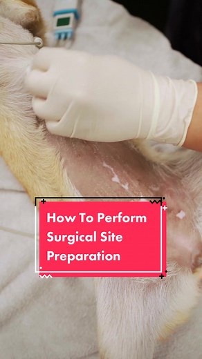 All-Star Veterinary Clinic on TikTok