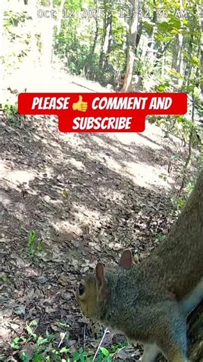 UP CLOSE WITH A WILD SQUIRREL 🐿️ | Rare Close-Up Nature Moment Caught on Camera #shorts
