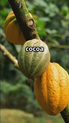 St. Lucia’s Secrets: Sulphur Springs, Rainforests & More! 🌋🌳