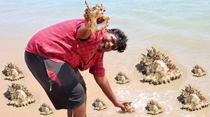 கடல் சங்கு வேட்டை|Conch Shell Hunting And Cooking With Ungal Meenavan | Village Food Safari
