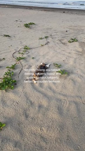 Playful Beach Cat Enjoys Sunny Day by the Shore