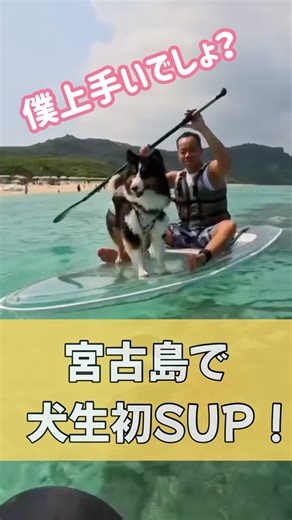 🐶 犬生初のSUPを乗りこなすシェルティー(Sheltie good at SUP…!)