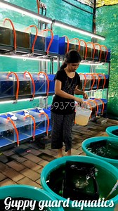 Artemia feeding #trendingreels #reelsinstagram #reelitfeelit #réel #pet #PetLovers #viral | Guppy Guard Aquatics