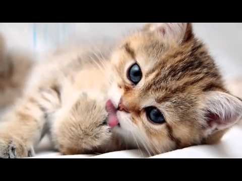 Chatons Mignons 2015 Chatons mignons qui font des choses drôles vidéos mignon chaton