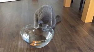 Wie würden eure Katzen bei so einem Robo-Fisch wohl reagieren?... 🐟 Den Fisch könnt ihr hier bestellen ➡ https://www.mein-haustier.de/deal-ticker-tag/dealticker/ | Mein Haustier