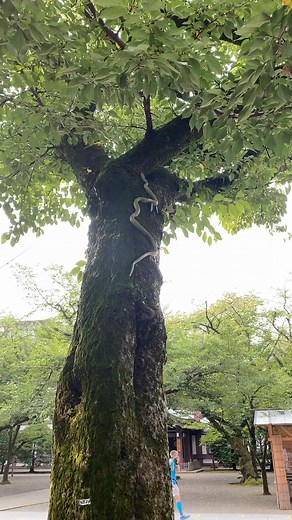靖国神社で守り神の蛇神様と出会う