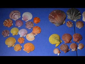 Identifying Scallop Seashells