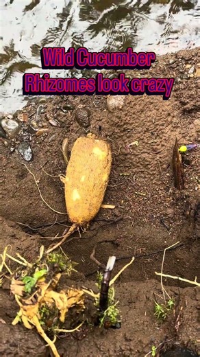 Wild Cucumber Rhizomes can get huge! I find them in landslides and sections of washed out River bank