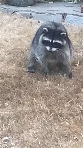 Danny DeVito raccoon performs body roll