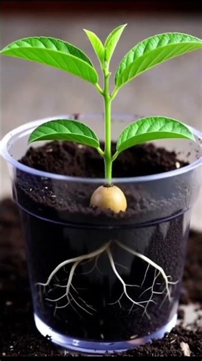 "Watch Guava' 🍌 Grow 🪴: Cinematic Timeplace From Seed To Bloom 🌶️ #timeplace #fruitgrowing #facts