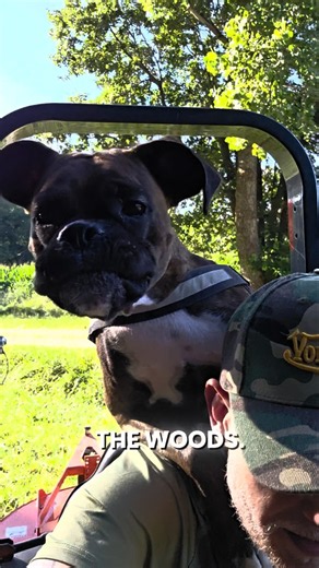 Hooman finished! Now we ride the tractor🐾❣️ #dogshorts #boxerdog #doglife #tractorlover