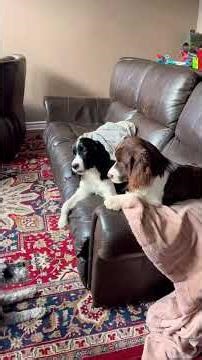 Springer Spaniels Gone Wild Part 2: Ash's Turn #puppy #dogshorts #schnauzer