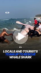 Locals and tourists team up to rescue beached whale shark
