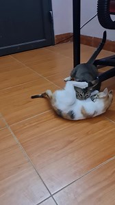 4.6K views · 543 reactions | I can watch cats play together all day | Tabby Paws | Facebook