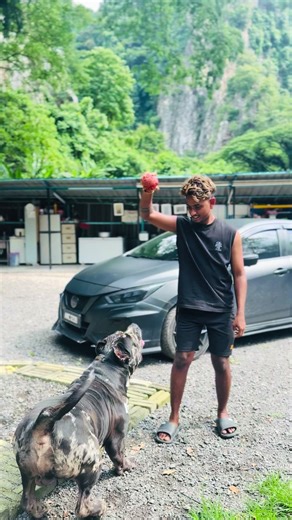 Enhance Your Dog's Comfort with a Quality Dog Bed