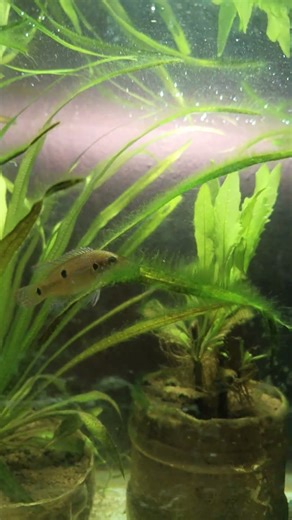 My Native Fish Tank | Native Fishes And Plants #aquariumfish #fish #shorts