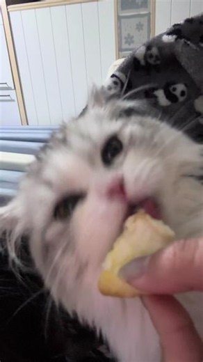 猛虎啃食纪录片 #脆脆猫 #喵呜一口 #吮指原味猫 #小猫咀嚼 #猫猫啃一切