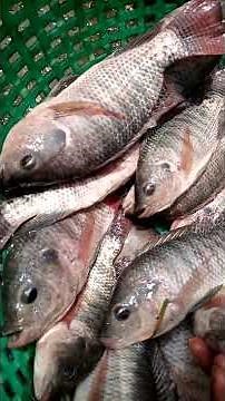 Tilapia Fish Farming| A profitable and Easy Business in Nigeria| Making Millions in Fish Farming