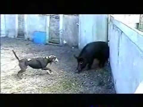 Catahoula Leopard Dog in Control of Wild Boar in training