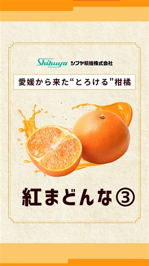 シブヤ精機【公式】 on Instagram: "【🍊JAえひめ中央の柑橘選果場🍊】 JAえひめ中央の柑橘選果場では、 愛媛県のオリジナル品種 「紅まどんな」が選別されています✨ この「紅まどんな」の選果をするのが、 シブヤの選果機！⭐️ 内部品質センサという設備が 果実の糖度・酸度を測定し、 高性能のカメラが 果実の傷や色味を測定しています🧐 出荷前の箱詰では、 目視による最終確認も実施！👍 こうした複数のチェックによって、 「紅まどんな」の品質は 担保されているのです😮‍💨 最後までご覧いただき ありがとうございます🙏 次回も皆さんに 面白いと思っていただけるような 投稿をしていくので、 少しでも面白いと 思っていただけた方は、 いいねよろしくお願いします❤️ ・・・・・・・・・・・・・・・・・・・・・・・・・・・・・・・・・・ このアカウントでは、『シブヤ精機』が 果物🍎の選び方や、果物が皆さまの食卓へ届くまでの 舞台裏をご紹介する投稿をしています！ 気に入ったら今すぐ保存&フォロー✅ 他にもっと知りたいあなたはここをチェック！ 👉@shibuyaseiki_o